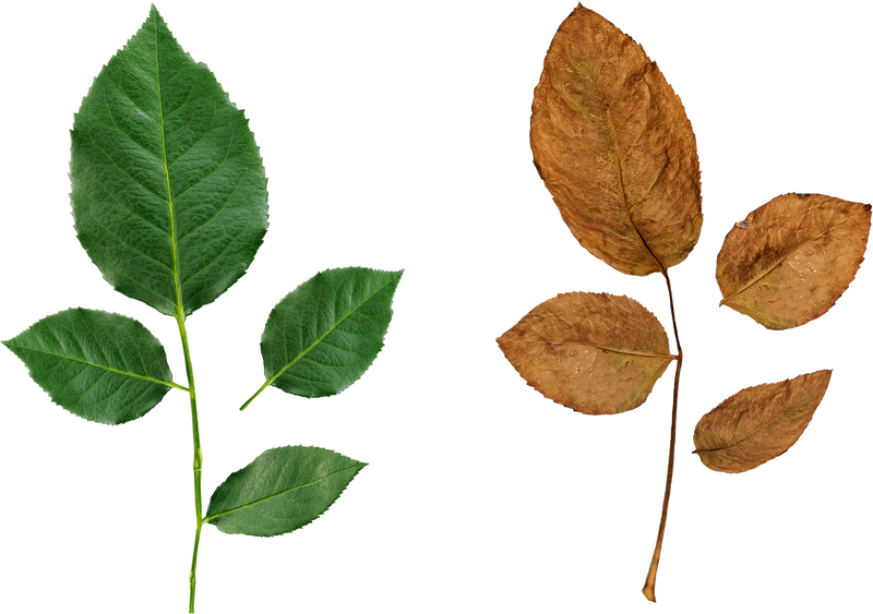 fresh rose leaves and Withered rose leaves, transparent background