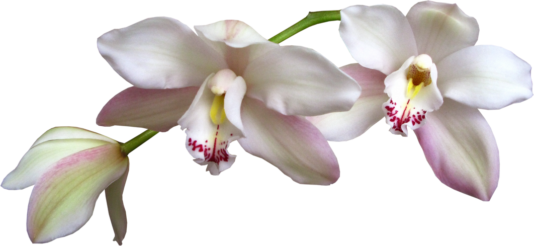 white orchid