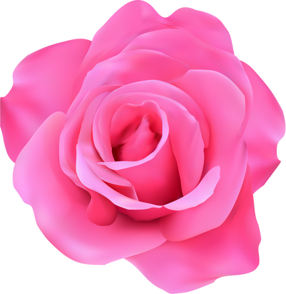 pink rose blooming